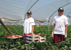 Il confezionamento della fragola avviene direttamente in campo.