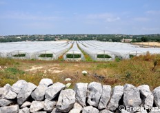 La compagnia sementiera ha allestito per l'occasione tre serre dimostrative, ospitate presso l'azienda agricola Colle d'Oro in Contrada Santa Rosalia a Modica (RG).