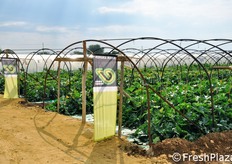 Tutti gli esemplari in serra sono stati trapiantati lo scorso 11 marzo.