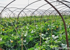 Prima della giornata dimostrativa, le serre sono state private delle loro coperture, per agevolare il colpo d'occhio sulle piante e anche per mostrare eventuali differenze di resa tra le piante dei filari centrali e quelle laterali; e' noto infatti che la posizione della pianta all'interno della serra ne influenza la crescita.