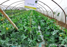 Protagoniste nelle serre dimostrative le cultivar Dunja, Galatea, 282 (Siska), 341 e 369 (queste ultime ancora in fase di test) e la zucchina bianca Ismalia.