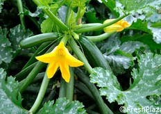 Dunja e' una varieta' altamente tollerante alle principali fitopatie dello zucchino. Pianta a internodi bassi e testa aperta, i suoi frutti di forma sfaccettata sono caratterizzati da una colorazione scura e uniforme, che non perde di brillantezza.