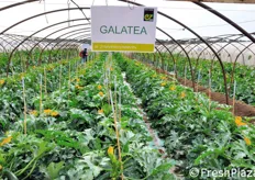Galatea e' una cultivar molto precoce e dotata di ciclo produttivo veloce.