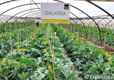 Galatea e' una cultivar molto precoce e dotata di ciclo produttivo veloce.