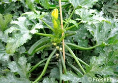 Particolare che mostra il portamento eretto e vigoroso della pianta, la quale non ha bisogno di particolari legature per mantenersi in posizione verticale.