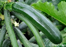 "Anche in frutti di dimensioni particolarmente elevate (in campo ne sono stati lasciati alcuni superiori ai 20 centimetri di lunghezza), si nota il perdurare di una colorazione brillante e fresca, senza effetto di allargamento della punta del frutto (detto "clavatura", in quanto il frutto tende allora ad assomigliare ad una clava in miniatura)."