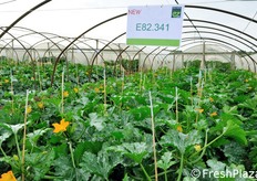 La cultivar E82.341 si trova ancora in fase di test. Le selezioni di zucchino Enza Zaden sono il frutto del lavoro di quattro genetisti con base in Turchia. Prima della loro introduzione commerciale, le varieta' selezionate devono passare con successo due fasi successive di screening, per verificare che le caratteristiche genetiche che le hanno rese preferibili rispetto ad altre si mantengano costanti nel tempo.