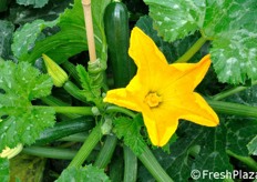 Il colore giallo intenso dei fiori e' indice dello stato di benessere generale della pianta. I fiori di zucchina sono di due tipologie: femminili (attaccati al frutto) e maschili (su steli non fruttificanti). Il lavoro di miglioramento varietale di Enza Zaden tende a favorire le selezioni con prevalenza di fiori femminili, per una maggiore produttivita' della pianta.