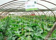 La selezione E82.282 (denominata Siska) e' una recente introduzione commerciale. Rispetto alla cultivar Dunja e' leggermente piu' precoce e puo' adattarsi anche alla coltivazione in pieno campo.