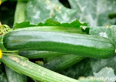 Dal punto di vista genetico, si e' lavorato anche a frutti che presentino un buon rapporto lunghezza/diametro, in modo che sviluppino senza risultare troppo sottili.