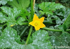 Fiore e frutti. Per quanto riguarda il punto di attaccatura tra il fiore e il frutto, in quei paesi nei quali la raccolta viene effettuata senza il fiore (ad es. il Brasile) si e' fatta attenzione a selezionare varieta' che presentano una zona di stacco piccola e dunque una minore cicatrice floreale sui frutti; altri paesi (come ad es. Italia, Grecia e Algeria) raccolgono tradizionalmente il frutto anche con tutto il fiore. Anche in questi casi, pero', il punto di distacco tra fiore e frutto deve essere minore possibile, in specie per le cultivar destinate al ciclo invernale.