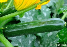 Tra le altre caratteristiche interessanti per il miglioramento varietale dello zucchino c'e' la ricerca di una minore spinosita'.
