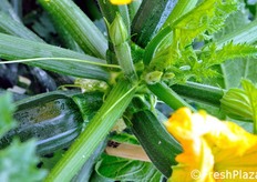 Pianta dalla testa aperta e ben ricca di frutti.