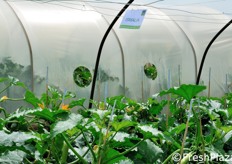 La cultivar di zucchina bianca Ismalia e' coltivata in Medio Oriente, Sicilia e Area Mediterranea.