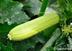 Ismalia e' l'unica selezione di zucchina bianca dotata di tolleranza a oidio, pseudo-peronospora e virus.