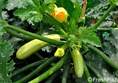 Ismalia e' stata introdotta commercialmente da Enza Zaden in Sicilia nel 2011 e gia' si prospetta un incremento delle vendite nel prossimo anno.