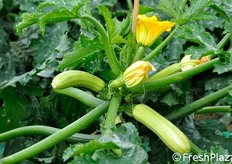 Per questa cultivar, i breeders hanno lavorato anche ad un netto stacco di colore tra testa (verde scuro) e corpo (verdino pallido) del frutto, cosa che rende la presentazione del prodotto esteticamente molto attraente.