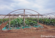 Visione d'insieme delle serre dimostrative Enza Zaden.