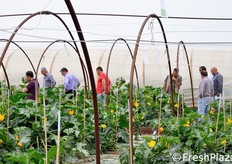 Si osserva e si commenta.