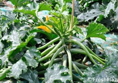 In questa e nelle foto seguenti, alcuni dettagli tecnici. Si noti la tendenza di questa selezione ad adagiare le foglie verso il basso. Tale portamento (a testa aperta), oltre a facilitare le operazioni di raccolta, evita fenomeni di sfregamento tra le foglie e i frutti.