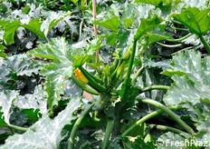 "Il confronto con la fotografia precedente mostra invece il portamento a "testa chiusa" di una varieta' concorrente di zucchino."