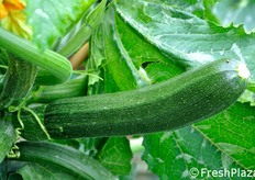 Altro dettaglio riguardante la presenza di lenticelle sul frutto. Maggiore la loro presenza, piu' slavato il colore risultante e minore l'aspetto di brillantezza e omogeneita'. Nella foto, il problema evidenziato su una cultivar concorrente.