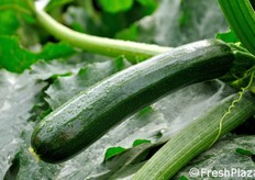 In confronto con la foto precedente, si noti la minore presenza di lenticelle sul frutto in questa selezione di zucchino della Enza Zaden.