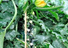 "Un altro elemento che i tecnici di Enza Zaden hanno messo in risalto, "spogliando" alcune piante, e' la notevole produttivita' delle stesse, con 14-20 frutti raccolti dal momento del trapianto (marzo 2011) a fine maggio."