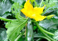 Notevole, anche in frutti di dimensioni superiori a 20 centimetri di lunghezza - qui un esemplare appositamente lasciato sulla pianta - il mantenimento della brillantezza di colore e della forma sfaccettata del frutto.