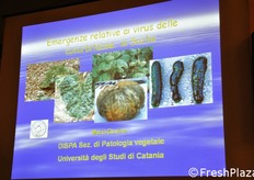 Si e' passati poi ad esaminare le problematiche relative alle patologie virali che possono colpire lo zucchino.