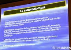 Sintomi dovuti al Virus del Mosaico.