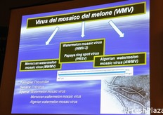Nuovi ceppi (marocchino e algerino, cui recentemente si e' aggiunta anche una variante tunisina) del WMV (Virus del Mosaico del Melone) che destano particolare preoccupazione per tutto il settore delle cucurbitacee.