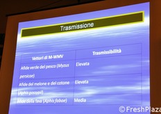 Gli afidi sono i primi vettori per la diffusione del virus.