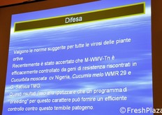Le possibili opzioni di difesa. M-WMV-Tn e' la variante tunisina del ceppo modificato di WMV.