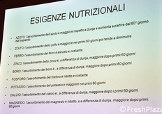 Diversamente da Dunja, la cultivar piu' precoce e molto produttiva Galatea, dimostra - sempre nel caso dell'azoto - di necessitare di tale nutriente proprio a partire dal 60mo giorno dal momento del trapianto in poi.