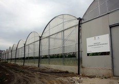 "FOTO E TESTI A CURA DI MARIO COLAPIETRA. Sicilia - Favara (AG) - 24 maggio 2011 – Visita al Centro pilota del progetto "Innovazione e valorizzazione della filiera vitivinicola siciliana" – Sub progetto "Coltivazione uva da tavola in fuori suolo". Azienda agricola dott. Carmelo Vita (contrada Burraitotto, agro di Favara - AG. Il progetto di ricerca, finanziato dalla Regione Siciliana–Assessorato delle risorse agricole e alimentari, e' attuato con il gruppo di ricerca guidato dal prof. Rosario Di Lorenzo afferente all'ex Dipartimento di coltivazioni arboree (oggi DEMETRA) dell'Universita' degli studi di Palermo. La struttura e' costituita da una serra multi tunnel, di 2.880 metri quadrati, composta da 9 campate di 8 m."