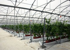 Sicilia - Favara (AG) - 24 maggio 2011 - La serra e' divisa in 3 settori per consentire una gestione separata ed automatizzata della fertirrigazione. La struttura e' dotata di un impianto di osmosi inversa, di un impianto di disinfestazione delle acque di drenaggio per il loro riutilizzo (in quanto si gestisce un fuori suolo a ciclo chiuso), di un impianto di riscaldamento basale, e di un impianto di sublimazione dello zolfo. La struttura e' dotata di un sistema computerizzato per la gestione della fertirrigazione e del clima per il controllo di tutti gli impianti.