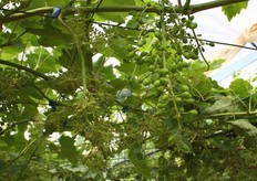 "Sicilia – Mazzarrone (CT)- 24 maggio 2011. Nella foto: a destra grappolo con un maggior sviluppo delle bacche e del rachide, prelevato da un vigneto concimato prima del risveglio vegetativo con 4 q/ha di Calciocianamide a confronto (a sinistra) con grappolo senza concimazione azotata. Il piano di concimazione prevede un'ulteriore somministrazione di 1-1,5 q/ha durante l'irrigazione, con la distribuzione manuale sotto il gocciolatore. Il concime e' caratterizzato da elevato contenuto di calcio: 100 kg contengono 19,8 kg di azoto totale e 50 kg di calcio (CaO), di cui 22 kg in forma idrosolubile. E' noto che il calcio, distribuito dalla fase di chiusura del grappolo all'invaiatura, aumenta la resistenza meccanica dei tessuti vegetali ai parassiti, ai trasporti e alla conservazione. Partecipa all'attivazione di molti enzimi, all'accumulo di glucidi e allo sviluppo del rachide. La carenza di calcio, insieme a quella di magnesio, provoca il disseccamento del rachide. Sono in atto prove anc