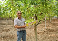 Sicilia – Mazzarrone (CT) - 24 maggio 2011 - Il produttore di uva da tavola Giuseppe Guastella di Mazzarrone nel suo vigneto, con una confezione di uva della varieta' Victoria pronta per la commercializzazione (tenore zuccherino = 14 gradi Brix). Gia' dal 14 maggio ha iniziato a commercializzare circa il 20% dell'uva matura Black Magic e Victoria presente sulle piante.