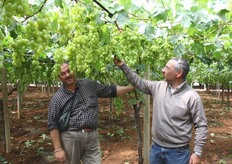 Sicilia – Mazzarrone (CT) - 24 maggio 2011 - Anche l'azienda Giovanni Tinghino di Mazzarrone (nella foto a sinistra) ha iniziato il 30 maggio la raccolta dell'uva Victoria. I produttori di queste zone vengono assistiti da tecnici esperti che seguono costantemente tutte le fasi della coltivazione dei vigneti. Nella foto, a destra, il per. agr. Luigi Cocuzza.