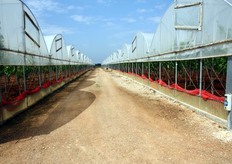 Puglia – Nardo' (Lecce) – 26 maggio 2011 – Azienda agricola Salvatore Rizzo: strutture tubolari in metallo per la copertura di vigneti allevati a tendone e riscaldate per anticipare la maturazione dell'uva da tavola. Dopo la Sicilia, e' stato accertato che la zona piu' precoce della Puglia e' situata in prossimita' delle coste del Mar Jonio dell'areale di Nardo'.