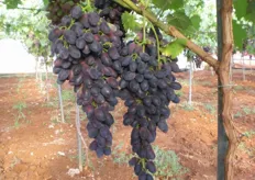 Puglia – Nardo' (Lecce) – 26 maggio 2011 – Azienda agricola Salvatore Rizzo: Grappoli della varietà Black Magic in maturazione. La raccolta avverra' fra qualche giorno.