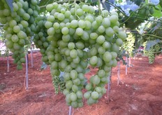 Anche la cultivar Victoria e' in fase di maturazione.