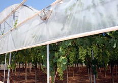 Puglia – Mola (Bari) – 26 maggio 2011 – Azienda agricola Antonio Vavalle: grappoli della varieta' Victoria nella fase di chiusura grappoli e non ancora invaiati.