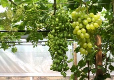 Sicilia e Puglia: grappoli della varieta' Victoria prelevati il 25 e 26 maggio 2011 dai vigneti allevati a tendone situati in diverse zone climatiche e coltivati con sistemi di protezione diversi per osservare lo stato di sviluppo e maturazione dei grappoli. Dalla sinistra: 1) grappolo in fioritura di un vigneto a tendone, coperto solo con reti di polietilene; 2) grappolo prelevato a Mola di Bari da un vigneto allevato a tendone e coperto con film di plastica per anticipare la maturazione; 3) grappolo di un vigneto allevato a tendone della serra di Antonio Vavalle; 4) grappoli di Black Magic e Victoria di un vigneto a tendone dell'azienda Rizzo (confrontare foto precedenti). A destra, grappolo di Victoria in fase di raccolta e prelevato a Mazzarrone (CT) da un vigneto allevato a tendone.