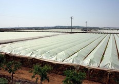 In conclusione: le uve precoci italiane delle cultivar Black Magic, Victoria, Matilde ecc. presenti in questi giorni sui mercati provengono esclusivamente dalla Sicila, e particolarmente dalle zone di Mazzarrone, Vittoria, Scoglitti, Punta Secca, Donnalucata, Marina di Ragusa, Gela e Porto Empedocle. A breve saranno commercializzate anche le uve provenienti dalla zona pugliese di Nardo'. Dalla fine di giugno tutte le altre produzioni siciliane e pugliesi non precocissime.