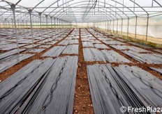 L'impresa Milana dispone di oltre 350 ettari di superficie tra pieno campo e ambiente protetto, di cui ben 250 interamente dedicati all’ortofrutta.