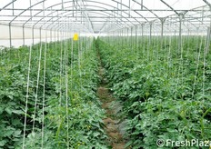 Serra di pomodoro ciliegino bio. Questo prodotto, insieme a melanzane, meloni retati, peperoni, pomodori a grappolo e insalatari, viene coltivato solo dietro specifico contratto di fornitura.