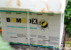 L'impollinazione delle piante viene effettuata mediante l'impiego di bombi.