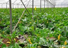 Serra di zucchino. L'azienda Milana produce 50 tonnellate di zucchine biologiche a settimana.